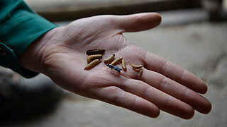 Hand mit Larven der Spanischen Soldatenfliege
