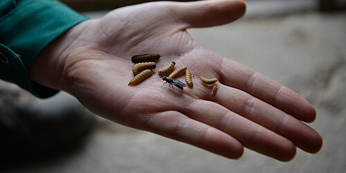 Hand mit Larven der Spanischen Soldatenfliege