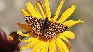 Goldener Scheckenfalter auf Blüte