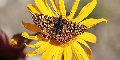 Goldener Scheckenfalter auf Blüte