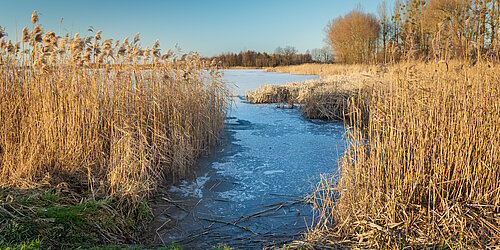 Schilf und Röhricht an einem winterlichen See