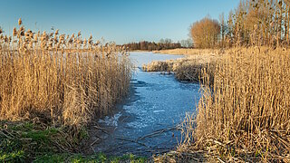 Schilf und Röhricht an einem winterlichen See