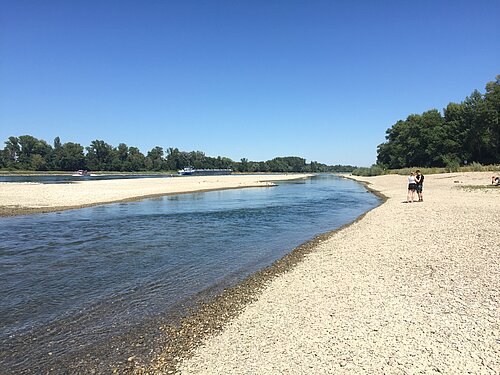 LIFE-Projekt Rheinauen Rastatt