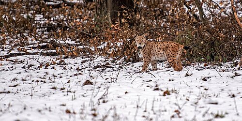 Luchs Lucky im LIFE-Projekt "Wiederansiedlung von Luchsen im Pfälzerwald"