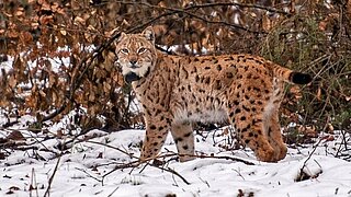 Luchs Lucky im LIFE-Projekt "Wiederansiedlung von Luchsen im Pfälzerwald"