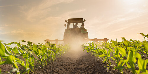 Traktor auf einem Maisfeld