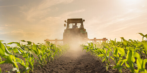 Traktor auf einem Maisfeld