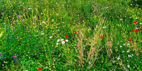 Blühwiese