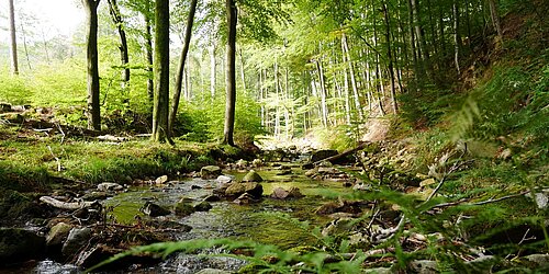 Wald und Waldbach in Deutschland