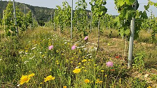Weinberg mit blühender Wiese