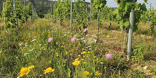 Weinberg mit blühender Wiese