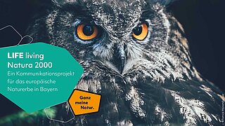 Uhu (LIFE living Natura 2000 Image)