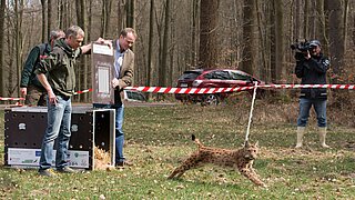Luchs "Bell" im LIFE-Projekt "Wiederansiedlung von Luchsen im Pfälzerwald"